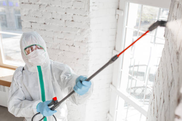 Trusted Arcola, TX Mold Removal Experts