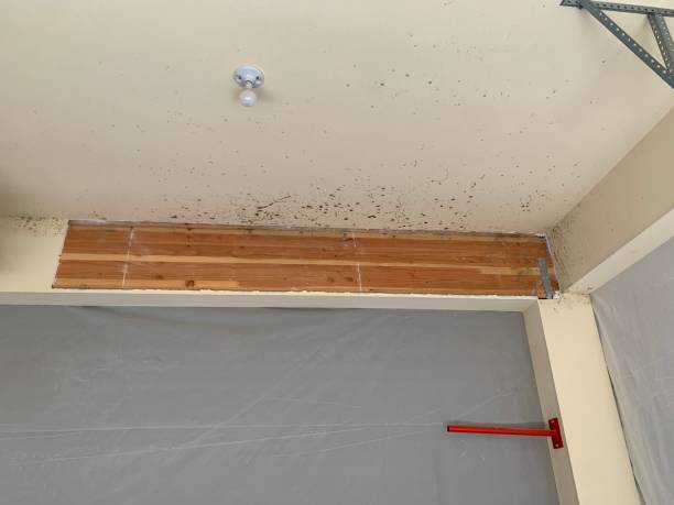 Best Mold Removal for HVAC Installations  in Arcola, TX