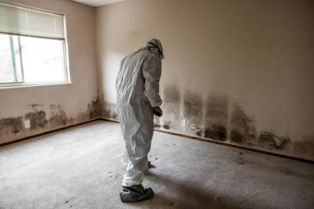 Best Basement Mold Removal  in Arcola, TX